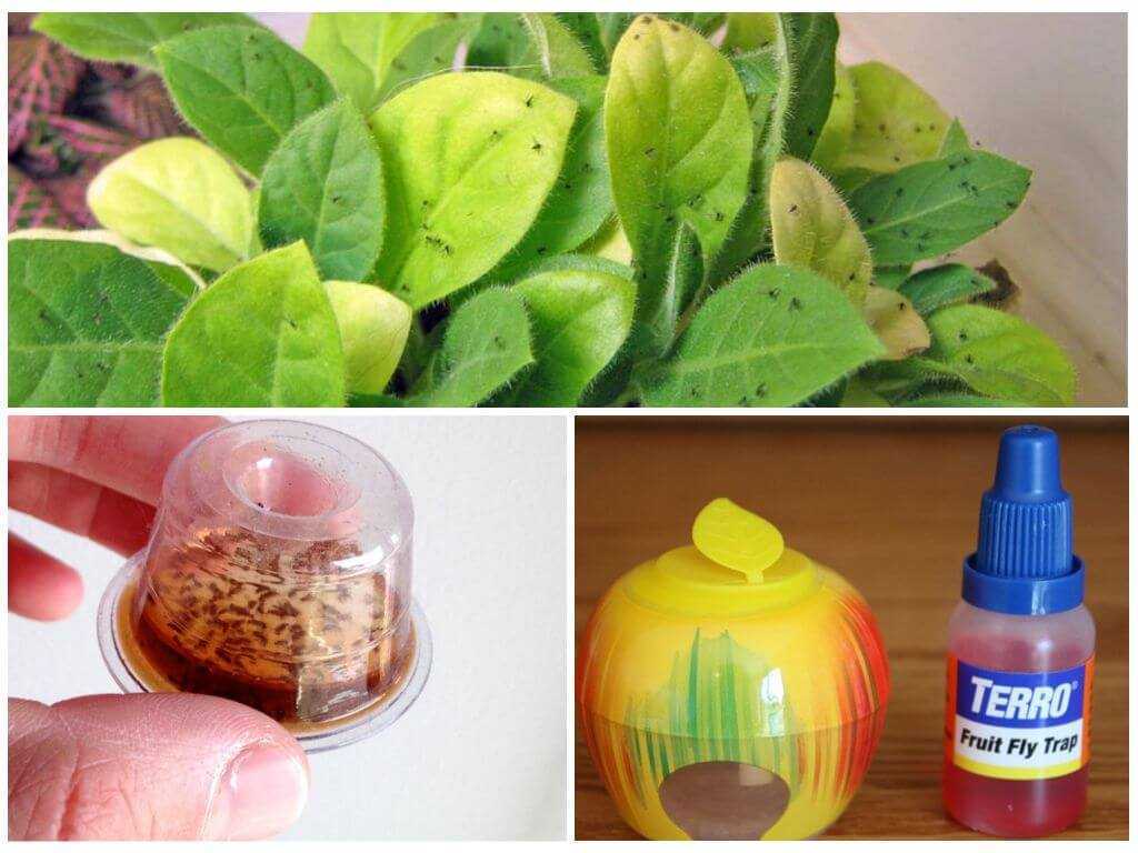 Как избавиться от мошек в цветах комнатных растений