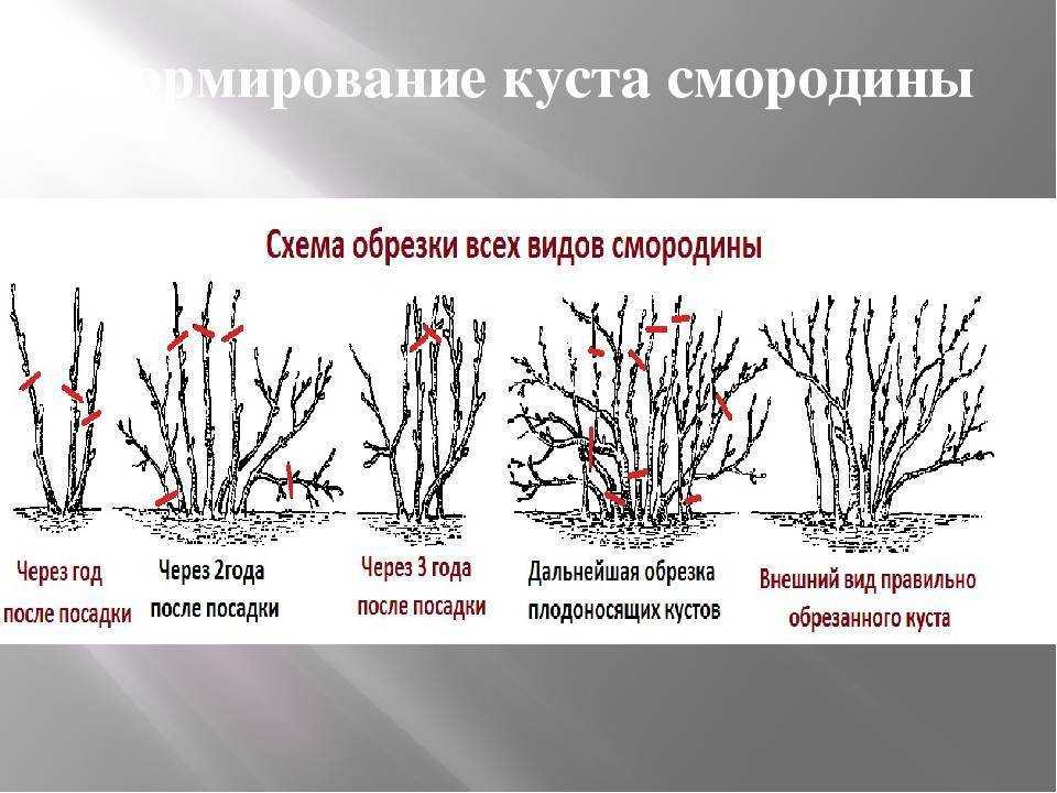 Как ухаживать за крыжовником весной