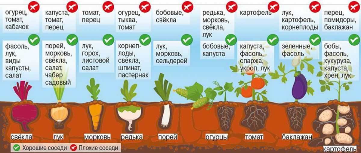 Природа подскажет, когда что сажать: 4 главных природных маркера, за которыми следят все дачники