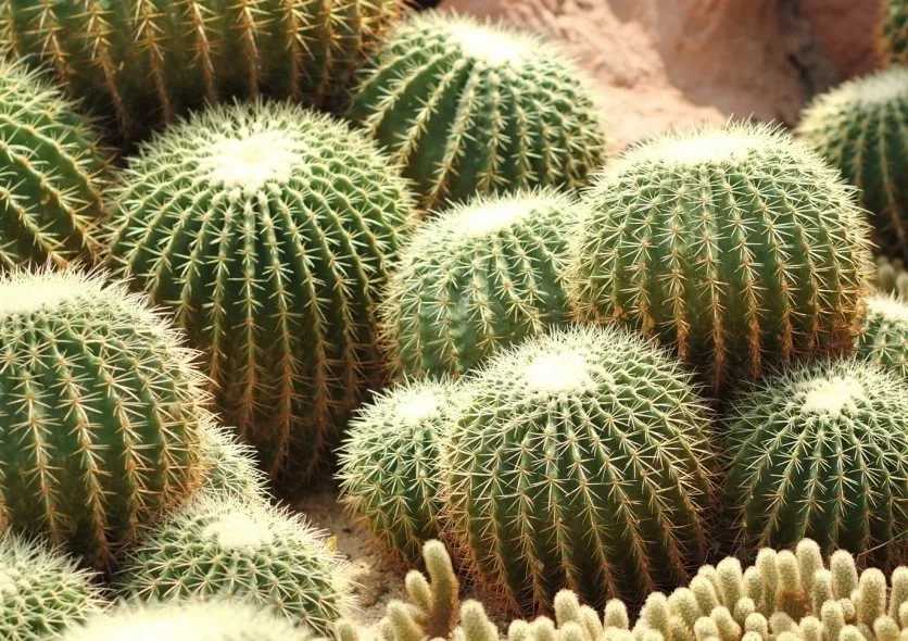Эхинокактус грузона (echinocactus grusonii): все о выращивании