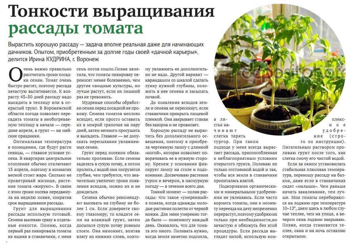 Чем лучше подкормить помидоры после высадки в грунт: как и когда вносить удобрение?