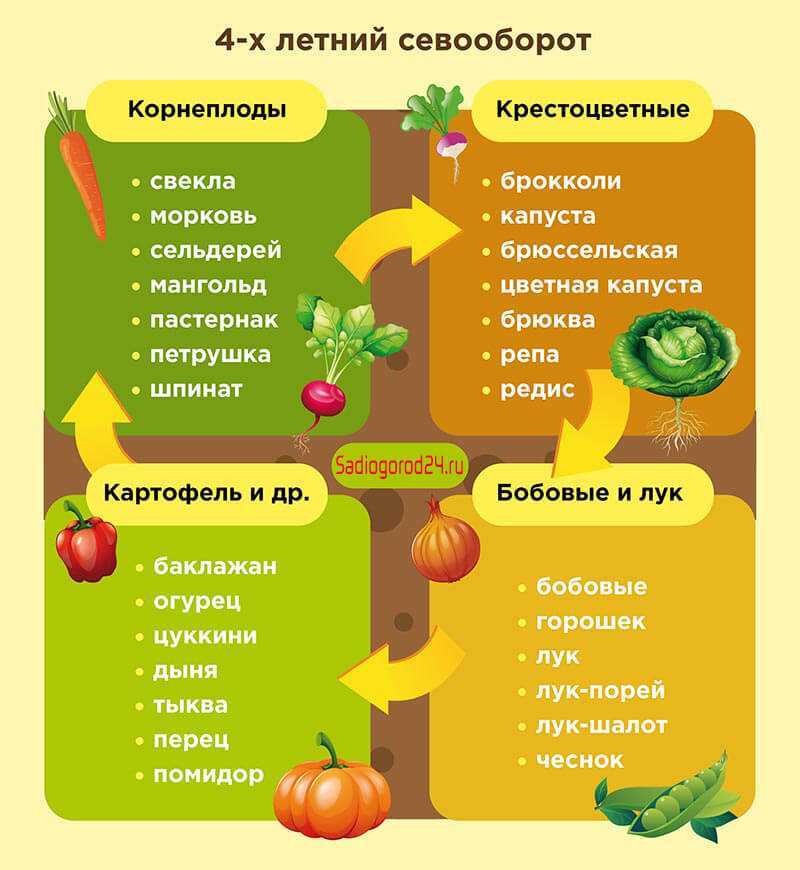 Планируй и получай урожай: что сажать на следующий год после чеснока
