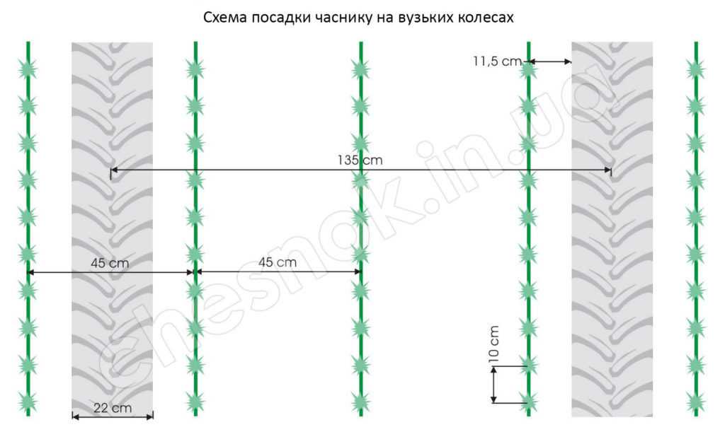 Схема посадки ярового чеснока