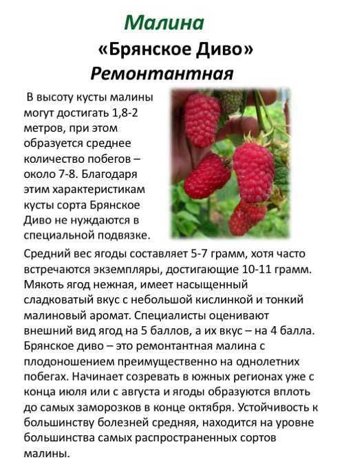Малина изобильная: отзывы, фото, описание и характеристика сорта, выращивание, посадка и уход, урожайность