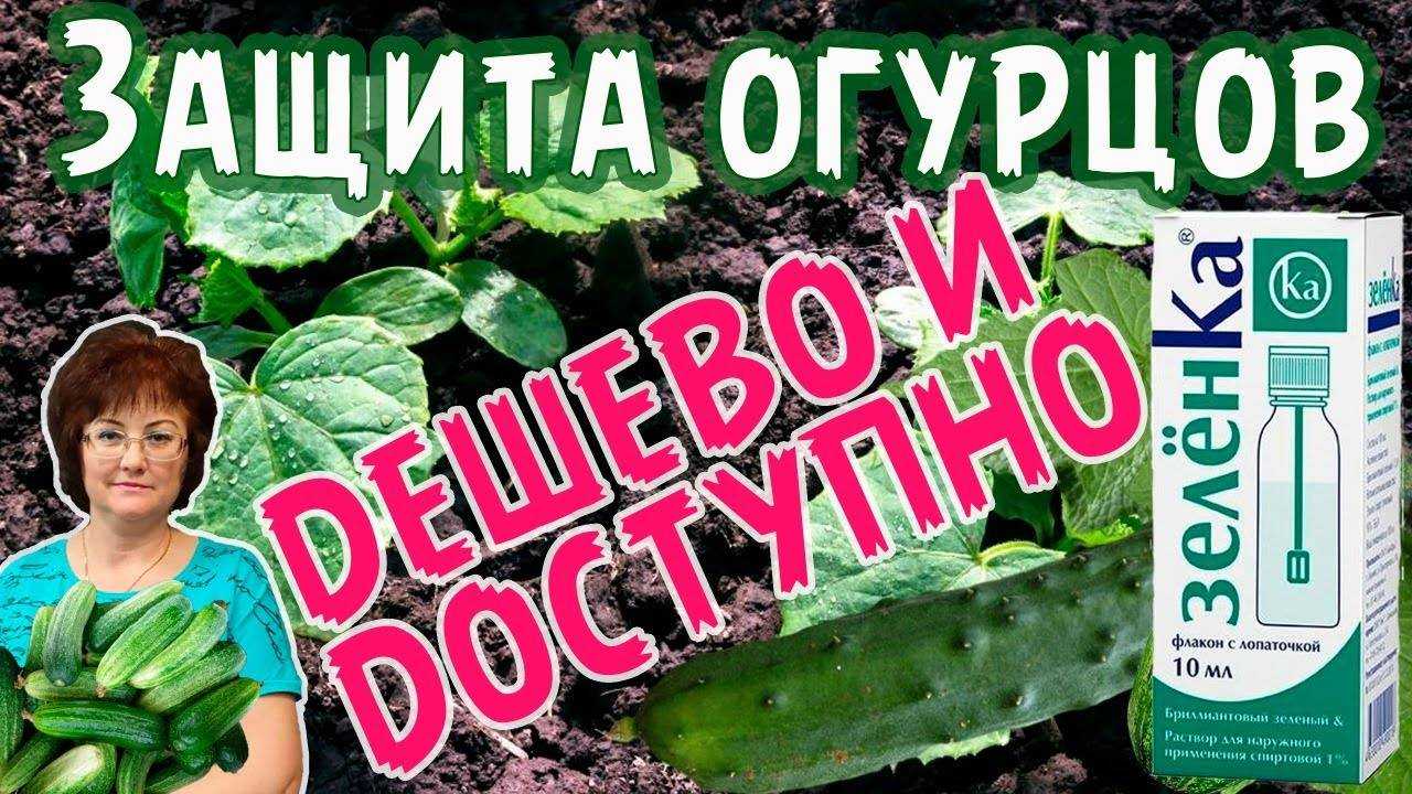 Зеленка для огурцов в теплице опрыскивание