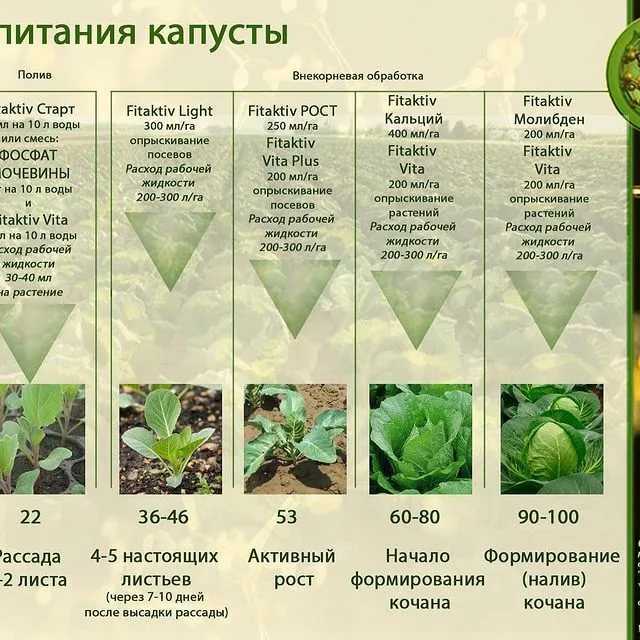 Выращивание капусты брокколи: посадка на рассаду, выращивание в отрытом грунте и теплице