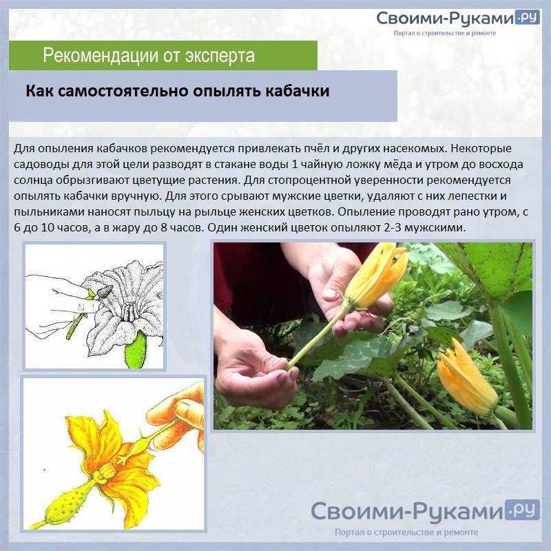 Как опылить огурцы и томаты вручную: пошаговая инструкция