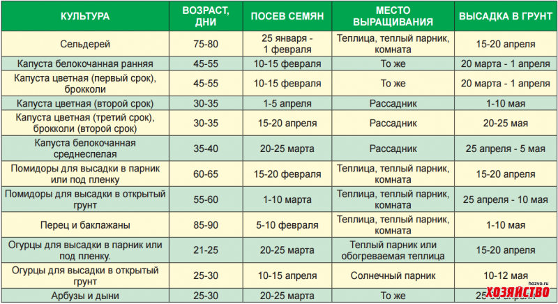 Когда сеять раннюю капусту: лучшие сроки посадки на рассаду и в открытый грунт
