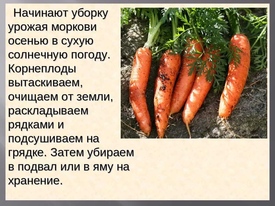 Как хранить овощи и зелень – 5 общих принципов и памятка по 45 видам