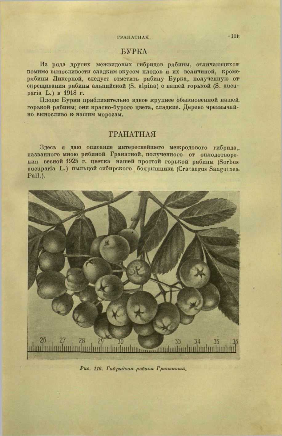 Рябина гранатная (гранатовая): описание, фото, отзывы, полезные свойства, посадка и уход