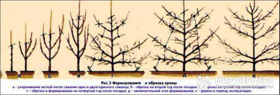 Обрезка груши — чтобы был хороший урожай, этапы роста, фото, формирование кроны. подрезка осенью, весной (схема + инструкции)