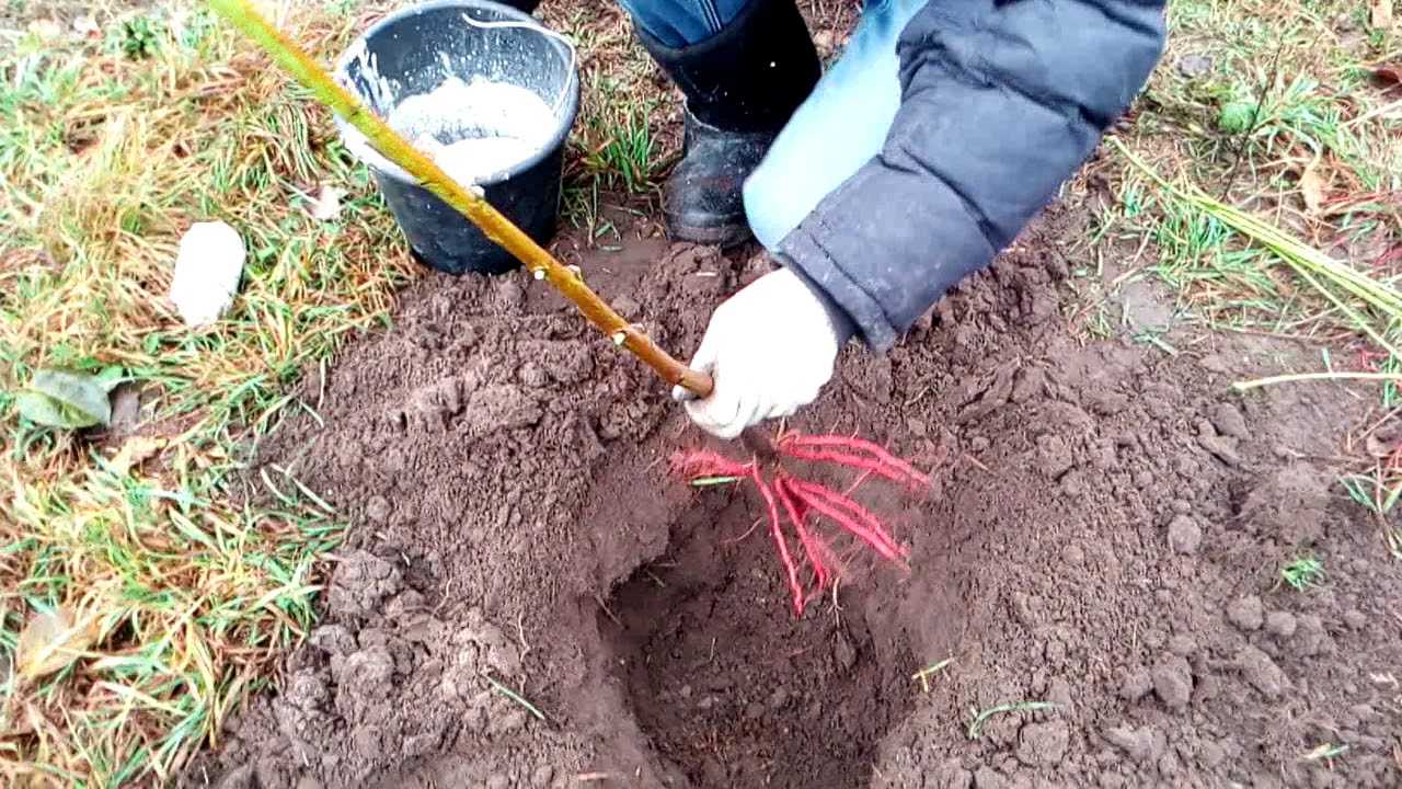 Как сажать персик осенью Выбор места и времени, подготовка саженца Пошаговое описание посадки с фото и видео Укрытие деревца на зиму