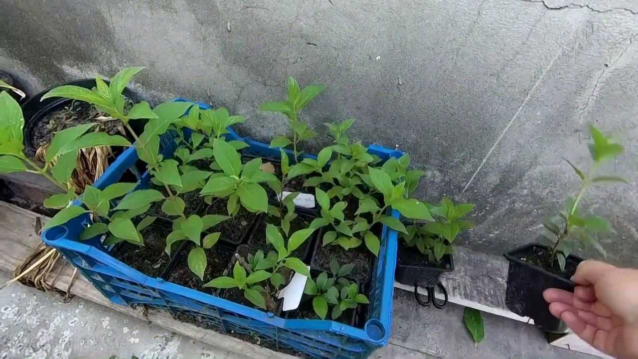 Размножение гортензии черенками летом