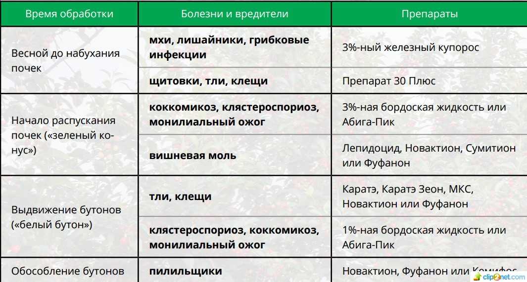 Обработка сада осенью от вредителей и болезней: чем обработать почву и грядки, кустарники и плодовые деревья