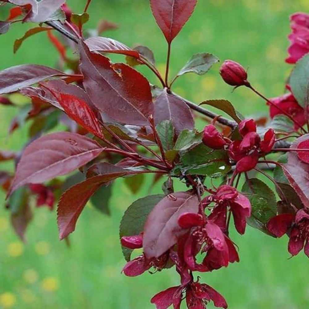 12 самых красивых зимостойких кустарников для вашего сада