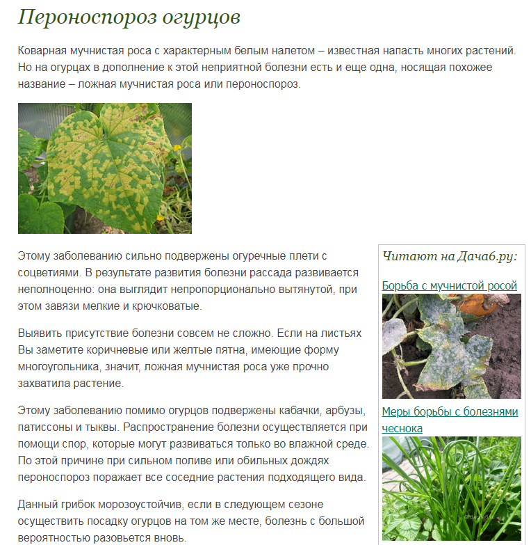 При поражении ложной мучнистой росой огуречный куст плохо растет, стебли у него ослабевают, а урожайность снижается Чтобы предотвратить развитие этого