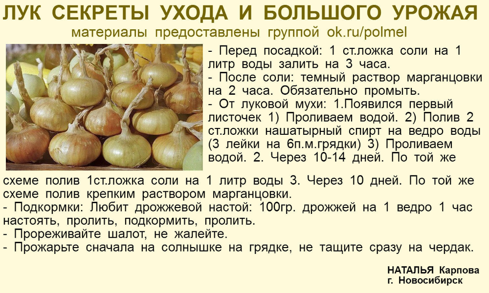 Как вырастить крупные луковицы репчатого лука? секреты и советы. фото — ботаничка