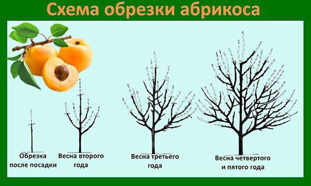 Когда и как обрезать деревья осенью. подготовка сада к зиме, обрезка, побелка деревьев. как правильно обрезать осенью яблоню, грушу, сливу, абрикос, жимолость, виноград. подготовка сада к зиме: секреты и советы по осенней обрезке и покраске деревьев