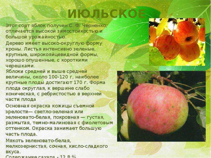 Яблоня пепин шафранный: описание сорта, уход за яблоней, профилактика болезней