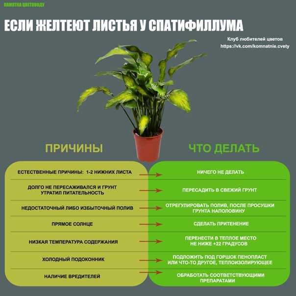 Особенности королевских виолоцветных пеларгоний или ангелов