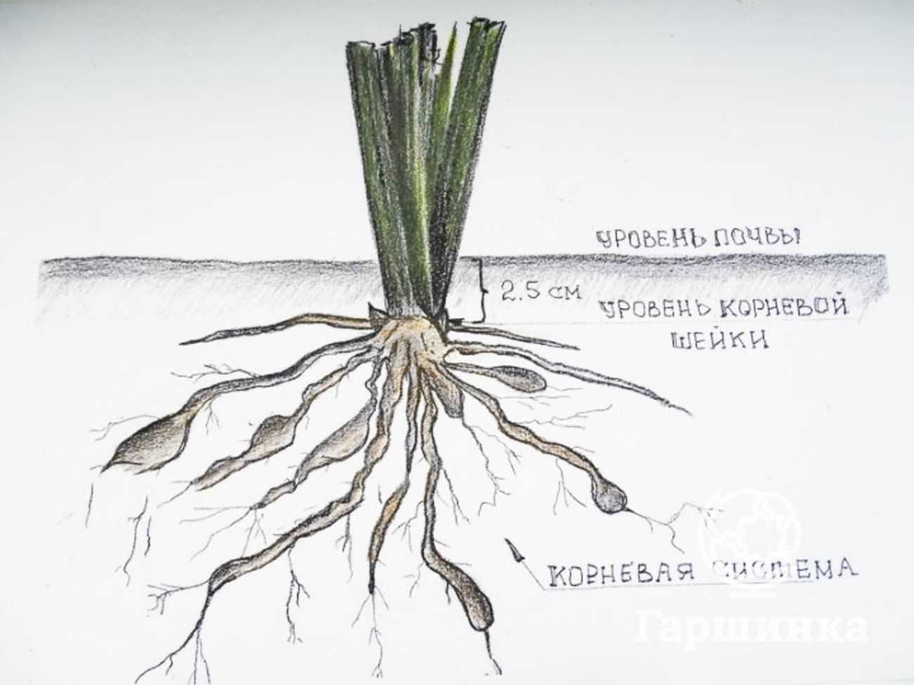 Лилейник — цветок на один день. выращивание, уход и размножение. виды. болезни и вредители. фото — ботаничка