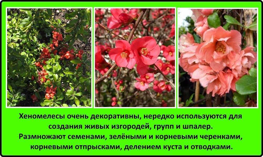 Японская айва: польза, выращивание и 8 лучших сортов