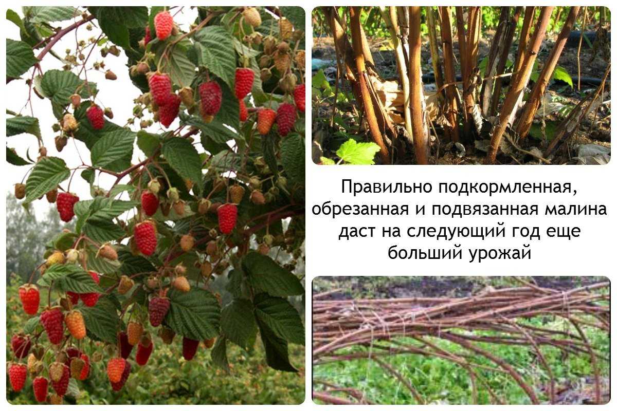 Секрет выращивания высоких урожаев йошты