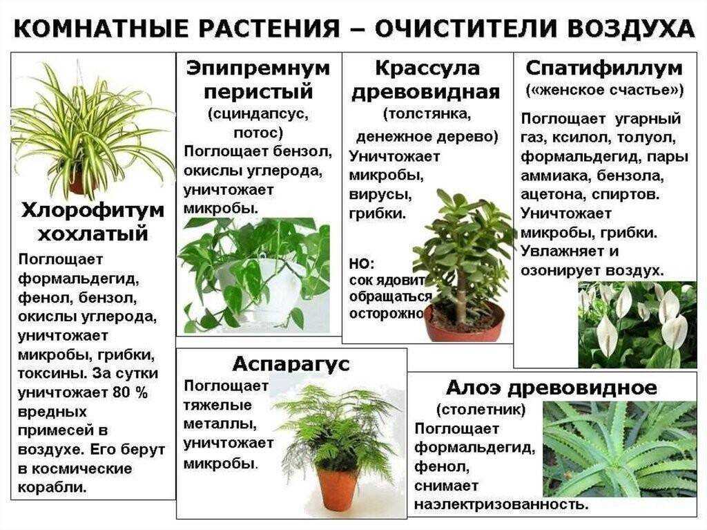 Растения, очищающие воздух: 16 вариантов для помещений