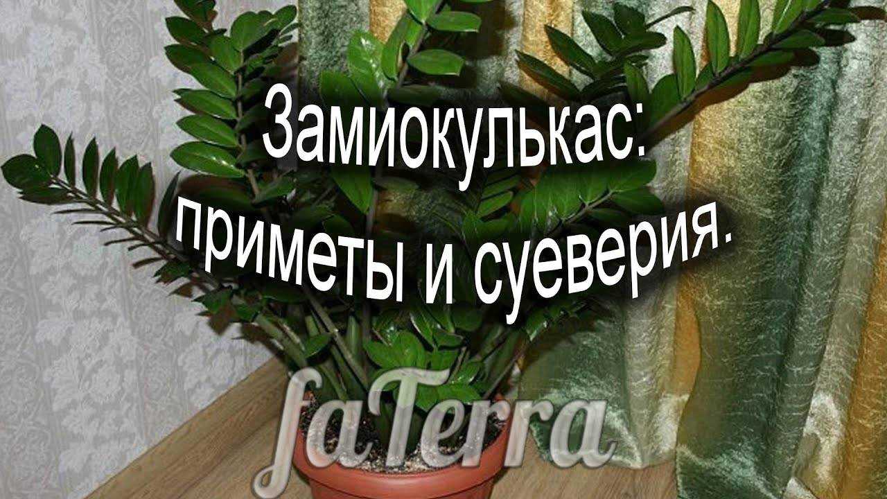 Замиокулькас: уход в домашних условиях, фото