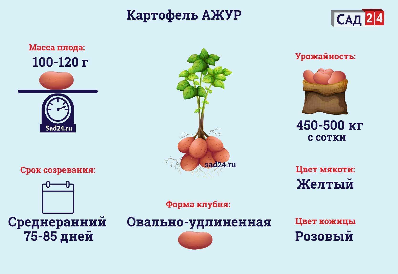 Оптимальные условия для выращивания рассады, или как обеспечить рассаде лучшую жизнь?
