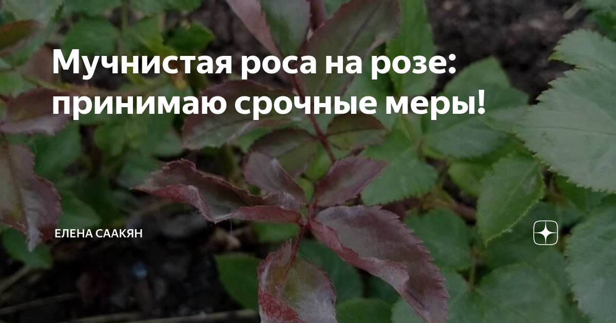 Мучнистая роса на розах: лечение, меры борьбы, как выглядит, чем опрыскать комнатны