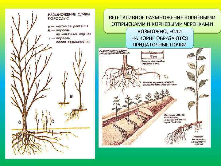 Как размножить вишню: способы размножения, будет ли плодоносить, если нет поросли