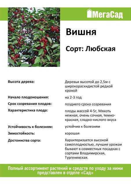 Вишня любская описание сорта, фото, отзывы
