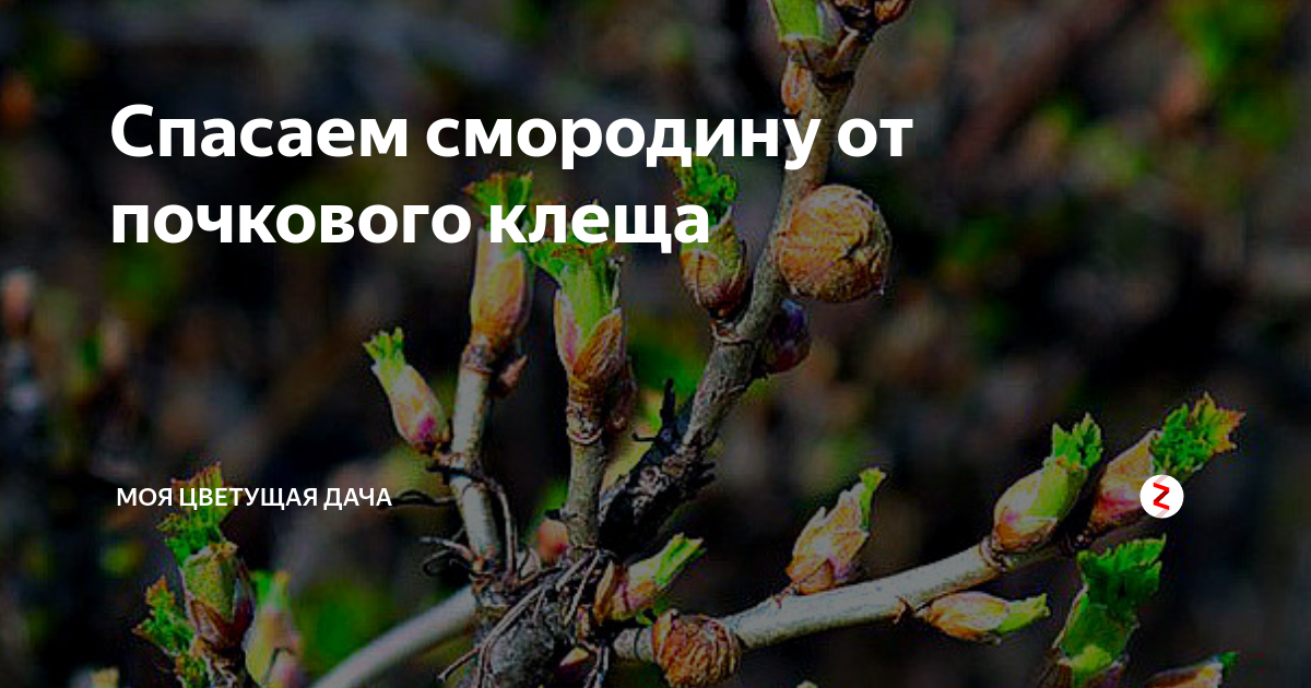 Почковый клещ на смородине - борьба и меры профилактики