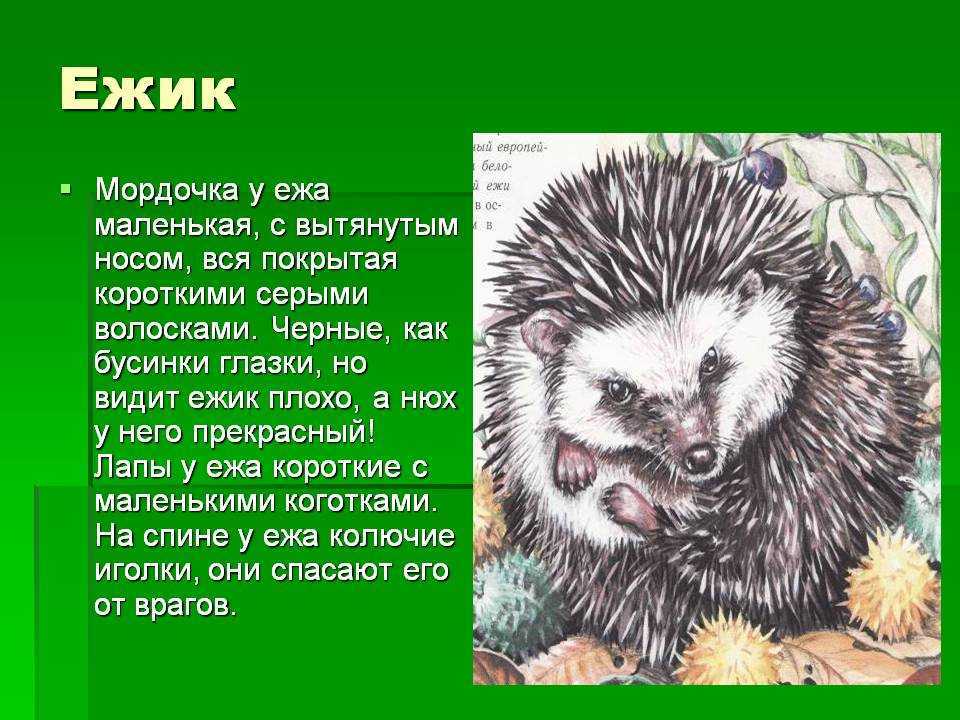Ёж — непростое соседство в саду. образ жизни, польза и вред. фото — ботаничка