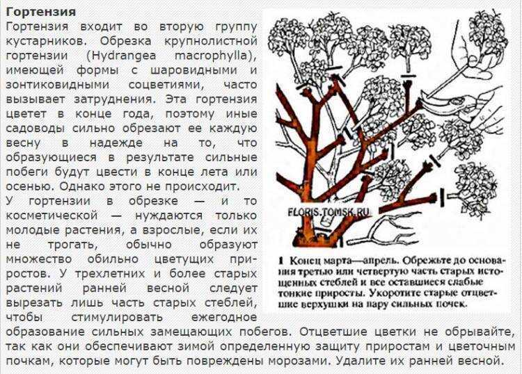 Будлея (буддлея): уход осенью, подготовка к зиме, методы размножения, черенкование, посадка, пересадка, как ухаживать, как укрыть на зиму