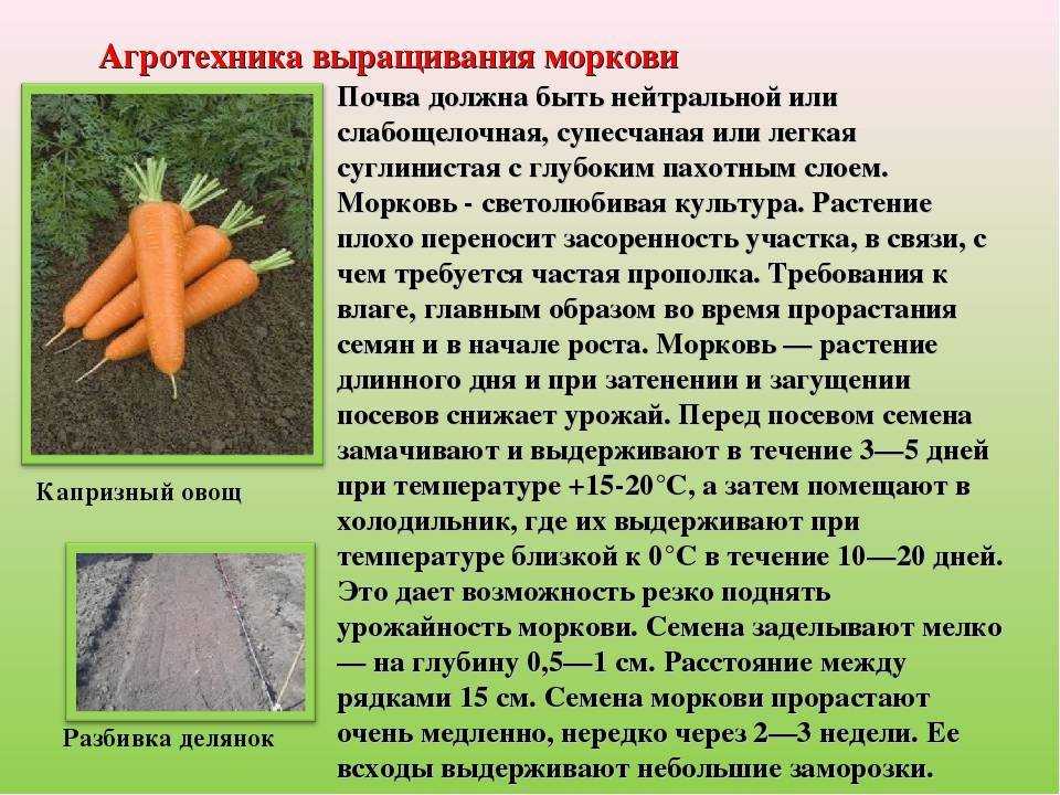 Когда сажать свёклу осенью 2022 года – процесс и сроки подзимней посадки
