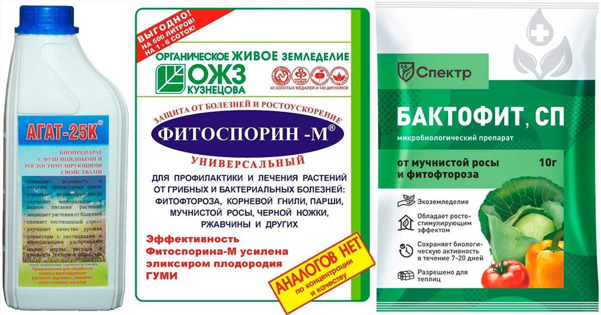Обработка винограда в июне после цветения: лучшие средства и препараты