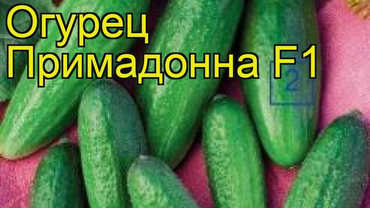 Томат примадонна: описание и характеристика сорта, особенности выращивания и удобрения помидоров, отзывы тех, кто сажал, фото