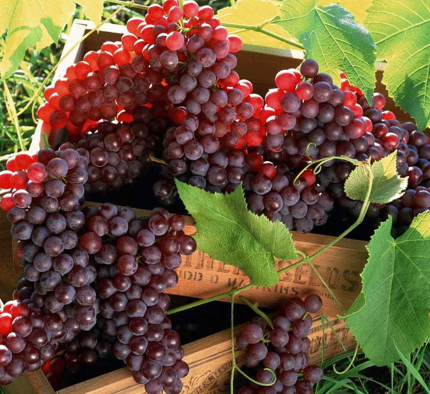 Виноград в сибири: посадка и уход для начинающих