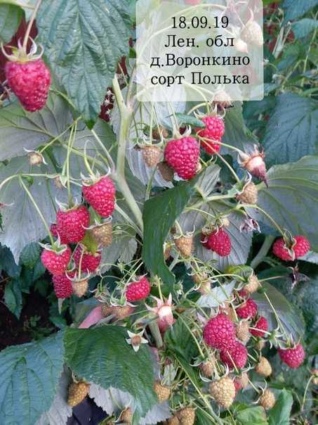 Малина полана, описание сорта, характеристики и свойства