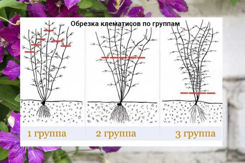 Как обрезать клематисы – все, что нужно знать о правильной обрезке лианы. не все клематисы одинаковы в обрезке!