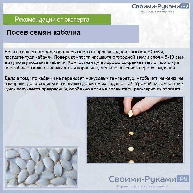 Лучшие сорта кабачков для открытого грунта
