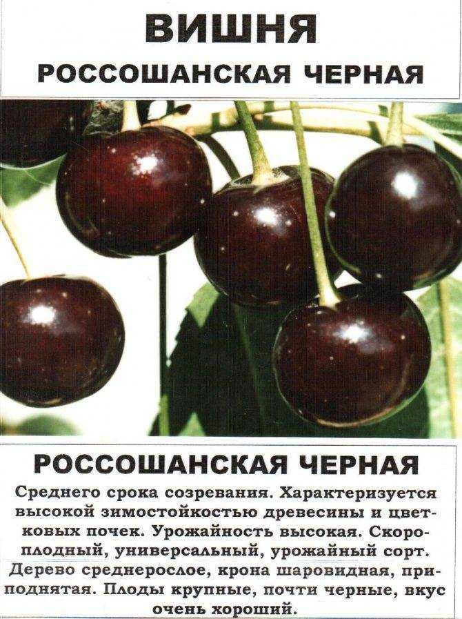 Описание черешни сорта дрогана желтая, посадка и уход