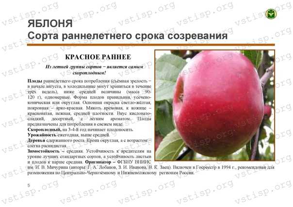 Яблоня красное раннее: описание и характеристики сорта, выращивание и уход с фото