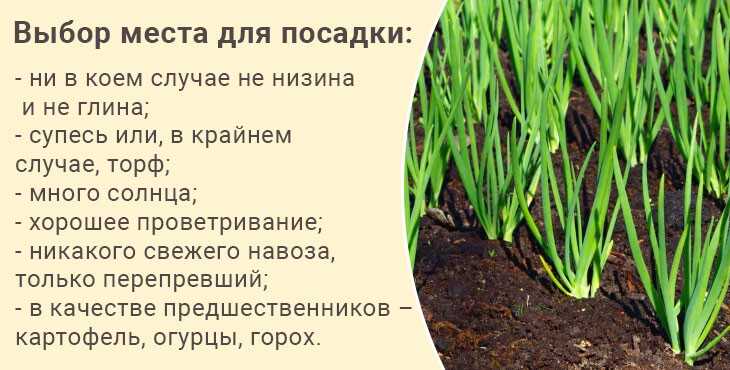 Когда сажать озимый лук: сроки, схема, нормы – советы агронома | ягодный сад, или прикладное садоводство в советах, вопросах и ответах