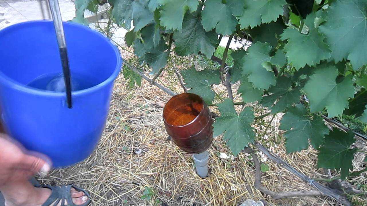 Полив винограда летом для повышения урожайности
