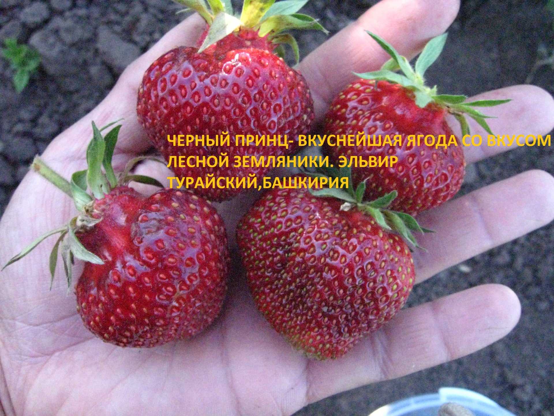 Клубника черный принц: описание сорта, рекомендации по выбору рассады, посадке и уходу