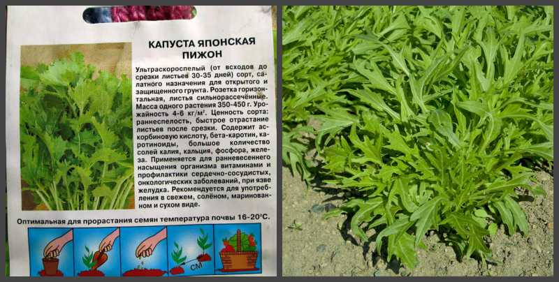 Капуста мизуна, описание, характеристика и отзывы, а также особенности выращивания