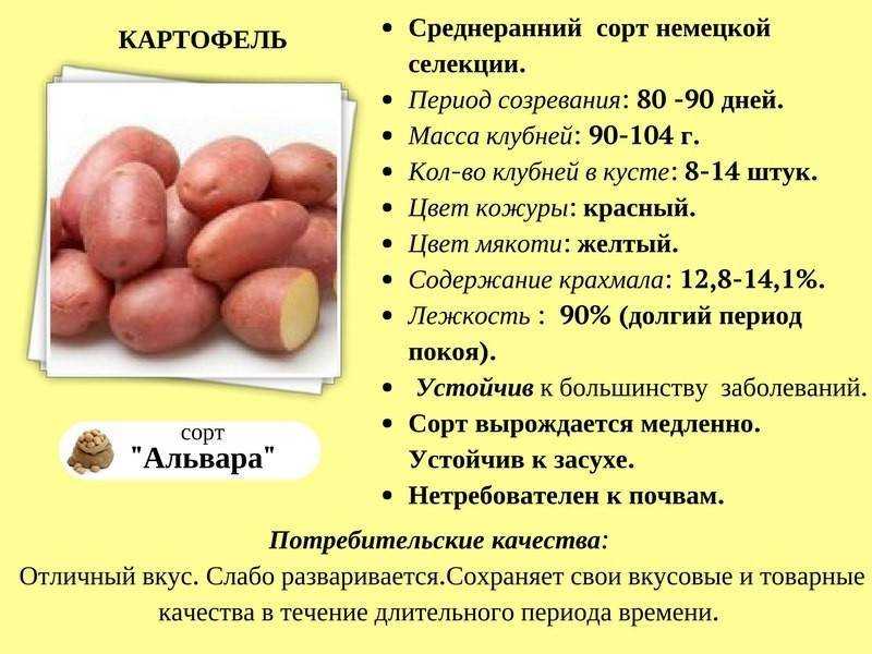 Картошка удача: фото, отзывы и описание сорта, урожайность